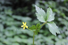 Ranunculus wallichianus